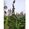 Picea abies 'Lombartsii' (3)