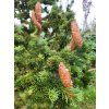 Picea abies 'Lombartsii' (2)