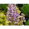Ajuga reptans 'Gold Chang'