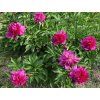 Pivo�ka l�ka�sk� �Anemoniflora�3