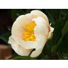Paeonia lactiflora'Claire de Lune' (2)