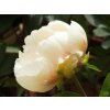 Paeonia lactiflora'Claire de Lune' (1)