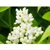 Syringa Mme Lemoine (2)