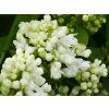 Syringa Mme Lemoine (1)