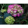 Hydrangea macrophylla Choco Strawberry