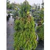 Picea abies 'Formanek' (2)