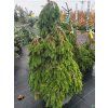 Picea abies 'Formanek' (1)