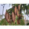 Picea abies 'Inversa'2 (1)