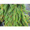 Picea abies 'Inversa' (3)
