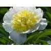 honey gold