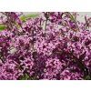 Syringa Bloomerang Dark Purple (2)