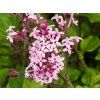 Syringa Dark Purple (2)