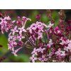 Syringa Dark Purple (1)