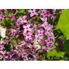 Syringa Bloomerang Dark Purple (1)