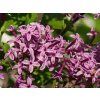 Syringa Bloomerang Dark Purple (3)