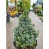 Picea glauca 'Sander�s Blue' (2)