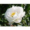 Paeonia Miss America