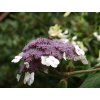 Hortenzie drsná 'Macrophylla' (Balení kontejner C4)