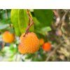 Arbutus unendo (2)