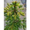 Picea abies 'Acrocona Golden' (4)