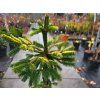 Picea abies 'Acrocona Golden' (2)