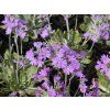 primula