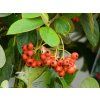 Cotoneaster lactaeus