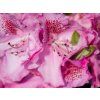 Rhododendron Constanze (1)