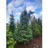 Picea omorika