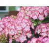 island pink