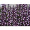 wild orchid