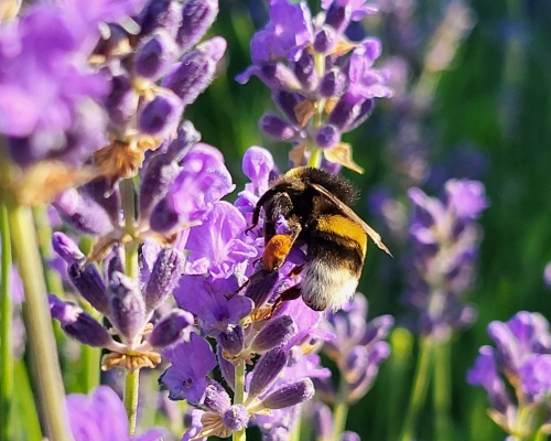 Anleitung zum Anbau von Lavendel