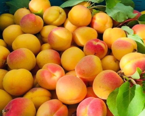 Anleitung zum Anbau von Aprikosen