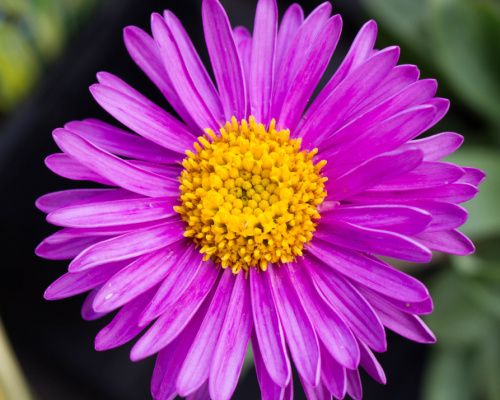 Anleitung zum Anbau von Astern