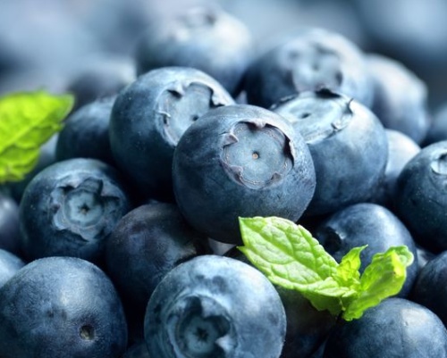 Anleitung zum Anbau von Blaubeeren