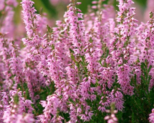 Anleitung zum Anbau von Heidekraut (Calluna)