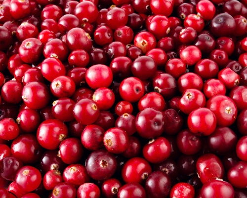 Anleitung zum Anbau von Preiselbeeren