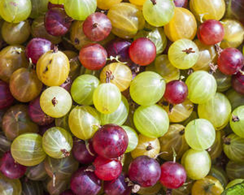 Anleitung zum Anbau von Stachelbeeren