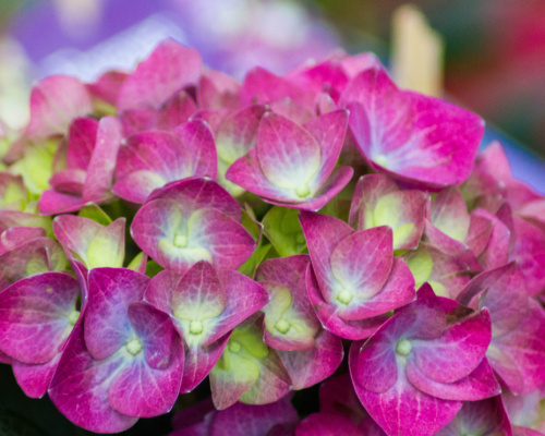 Anleitung zum Anbau von Hortensien