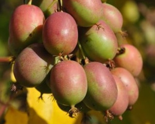 Anleitung zum Anbau von Kiwi