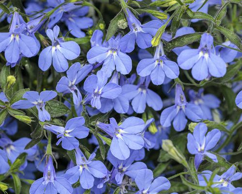 Anleitung zum Anbau von Lobelien