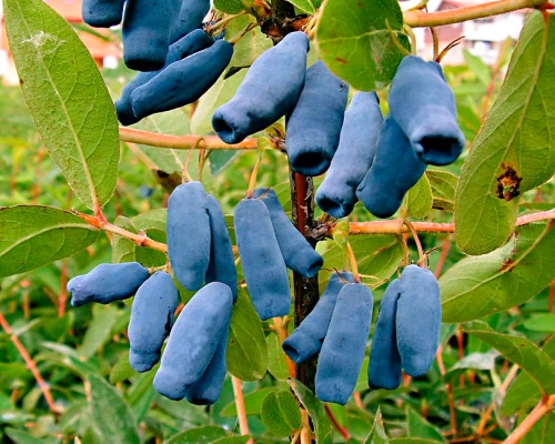 Anleitung zum Anbau der Maibeere (Sibirische Blaubeere)