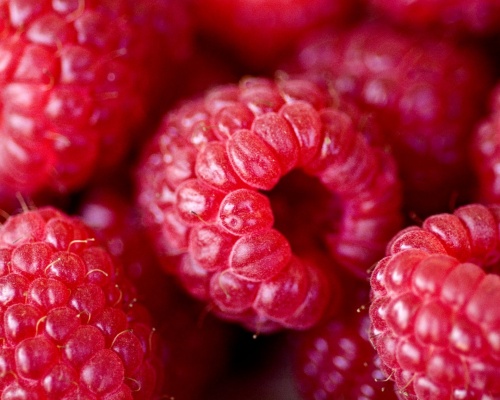 Anleitung zum Anbau von Himbeeren