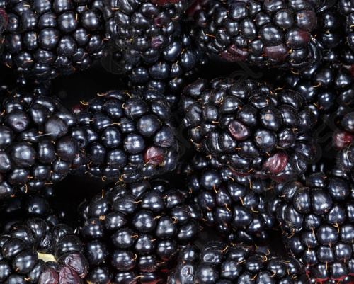 Anleitung zum Anbau von Brombeeren