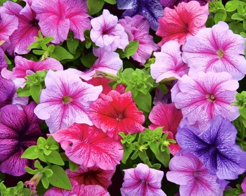 Anleitung zum Anbau von Petunien und Surfinien