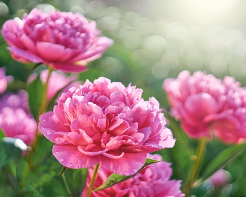 Anleitung zum Anbau von Pfingstrosen