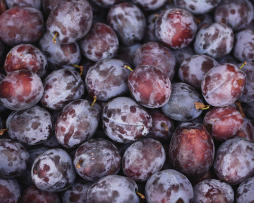 Anleitung zum Anbau von Pflaumenbäumen