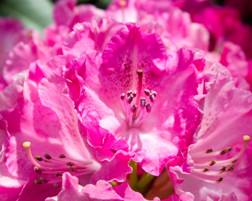 Anleitung zum Anbau von Rhododendren