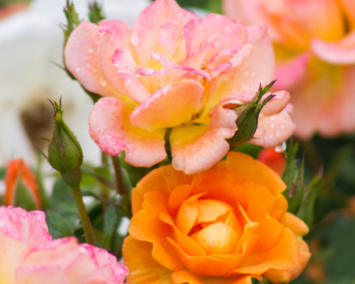 Anleitung zum Anbau von Rosen