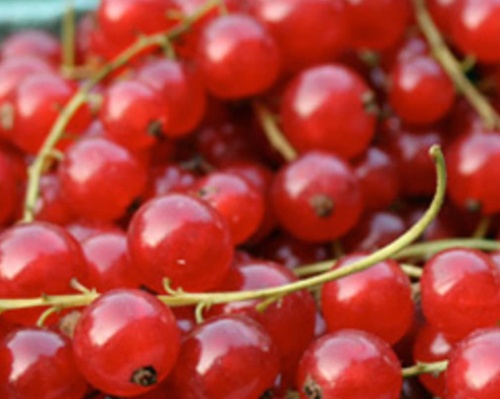 Anleitung zum Anbau von Johannisbeeren